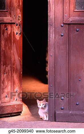 Cat. View Large Photo Image Stock Image - Cat.. Fotosearch