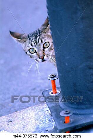Stock Image - Cat. Fotosearch