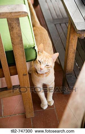 Cat View Large Photo Image Stock Image - Cat. Fotosearch