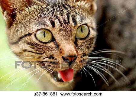 Cat View Large Photo Image Stock Image - Cat. Fotosearch