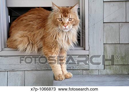 Stock Image - Cat. Fotosearch
