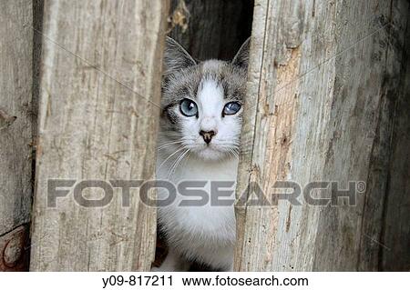 Cat View Large Photo Image Stock Image - Cat. Fotosearch