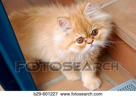 Cat. View Large Photo Image Stock Photo - Cat.. Fotosearch