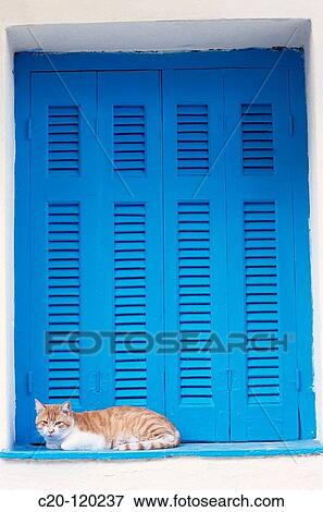 Stock Photo - Cat. Fotosearch
