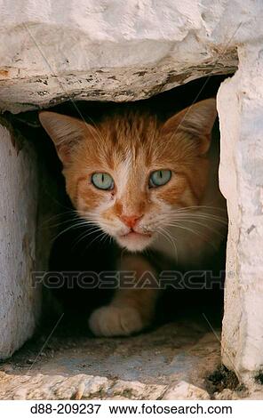 Cat View Large Photo Image Stock Photo - Cat. Fotosearch