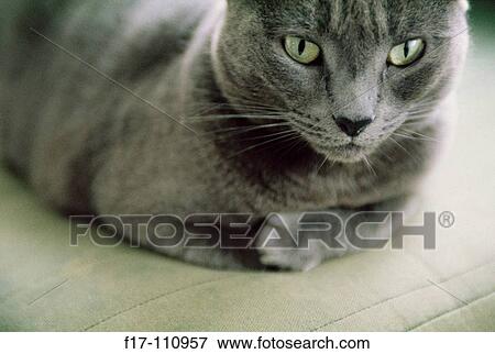 Cat View Large Photo Image Stock Photo - Cat. Fotosearch