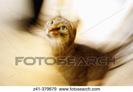 Cat View Large Photo Image Stock Photo - Cat. Fotosearch
