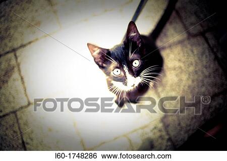 Cat View Large Photo Image Stock Photograph - Cat. Fotosearch