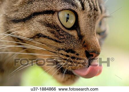 Cat View Large Photo Image Stock Photograph - Cat. Fotosearch