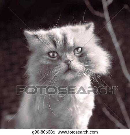Stock Photography - Cat. Fotosearch
