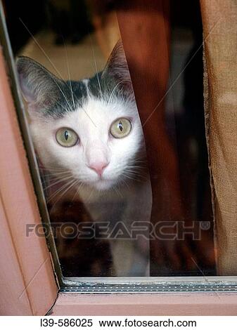 Cat. View Large Photo Image Stock Photography - Cat.. Fotosearch
