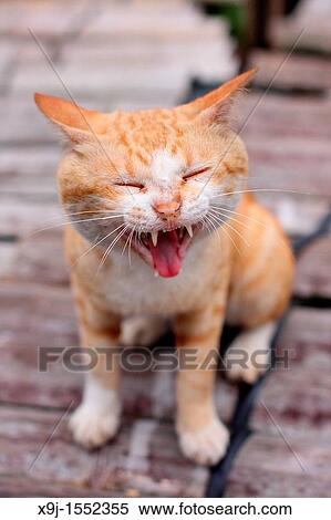 Cat View Large Photo Image Stock Photography - Cat. Fotosearch