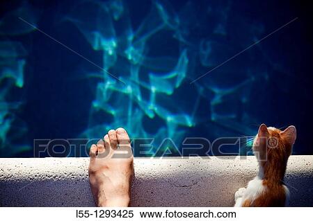 Cat, swimming pool View Large Photo Image Stock Photography - Cat, swimming pool. Fotosearch