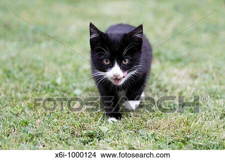 Cat, young black kitten in garden View Large Photo Image Picture - Cat, young black kitten in garden. Fotosearch