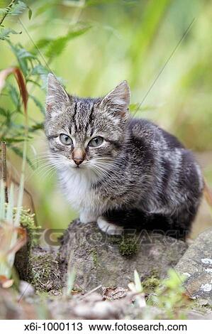 Cat, young grey striped kitten in garden View Large Photo Image Stock Image - Cat, young grey striped kitten in garden. Fotosearch