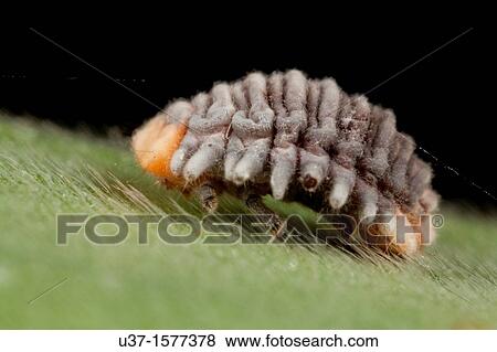 Caterpillar from Kampung Skudup, Sarawak, Malaysia View Large Photo Image Stock Photo - Caterpillar from Kampung Skudup, Sarawak, Malaysia. Fotosearch