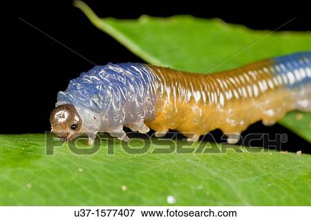 Caterpillar from Kampung Skudup, Sarawak, Malaysia View Large Photo Image Stock Photo - Caterpillar from Kampung Skudup, Sarawak, Malaysia. Fotosearch