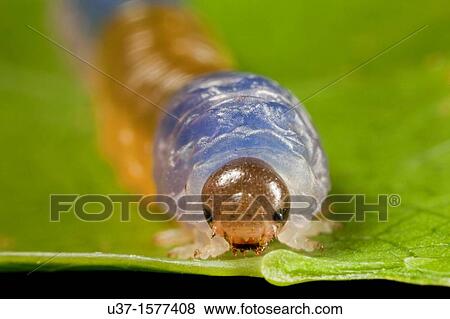 Caterpillar from Kampung Skudup, Sarawak, Malaysia View Large Photo Image Stock Photo - Caterpillar from Kampung Skudup, Sarawak, Malaysia. Fotosearch