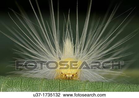 Caterpillar. Image taken at Kampung Skudup, Sarawak, Malaysia. View Large Photo Image Stock Image - Caterpillar. Image taken at Kampung Skudup, Sarawak, Malaysia.. Fotosearch
