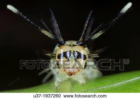 Caterpillar. Image taken at Kampung Skudup, Sarawak, Malaysia. View Large Photo Image Stock Image - Caterpillar. Image taken at Kampung Skudup, Sarawak, Malaysia.. Fotosearch