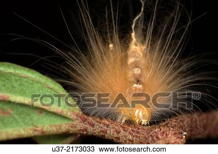 Caterpillar. Image taken at Kampung Satau, Sarawak, Malaysia. View Large Photo Image Stock Image - Caterpillar. Image taken at Kampung Satau, Sarawak, Malaysia.. Fotosearch