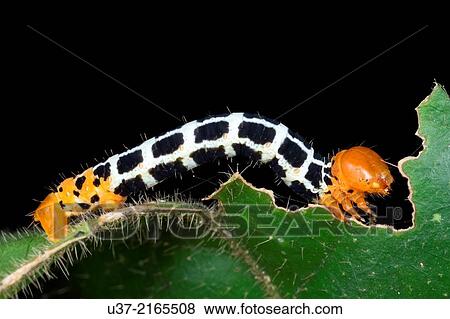 Caterpillar. Image taken at Kampung Skudup, Sarawak, Malaysia. View Large Photo Image Stock Photo - Caterpillar. Image taken at Kampung Skudup, Sarawak, Malaysia.. Fotosearch