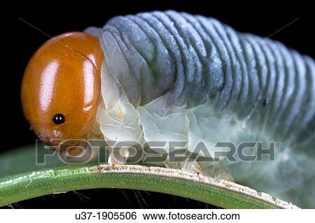 Stock Photograph - Caterpillar. Image taken at Kampung Satau, Sarawak, Malaysia.. Fotosearch