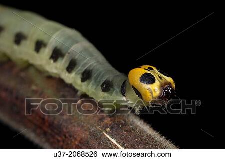 Caterpillar. Image taken at Kampung Skudup, Sarawak, Malaysia. View Large Photo Image Stock Photograph - Caterpillar. Image taken at Kampung Skudup, Sarawak, Malaysia.. Fotosearch