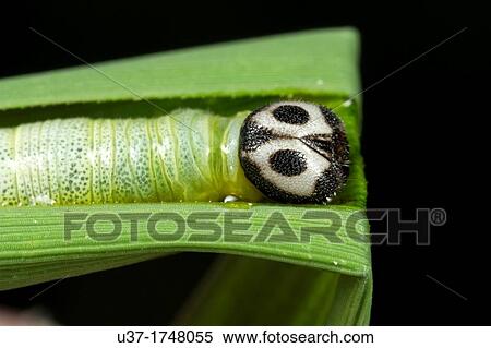Caterpillar. Image taken at Kampung Skudup, Sarawak, Malaysia. View Large Photo Image Stock Photography - Caterpillar. Image taken at Kampung Skudup, Sarawak, Malaysia.. Fotosearch