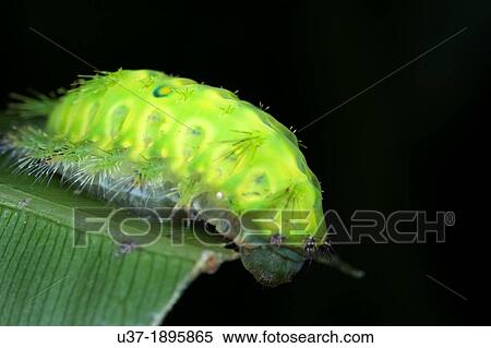 Caterpillar. Image taken at Kampung Satau, Sarawak, Malaysia. View Large Photo Image Stock Photography - Caterpillar. Image taken at Kampung Satau, Sarawak, Malaysia.. Fotosearch