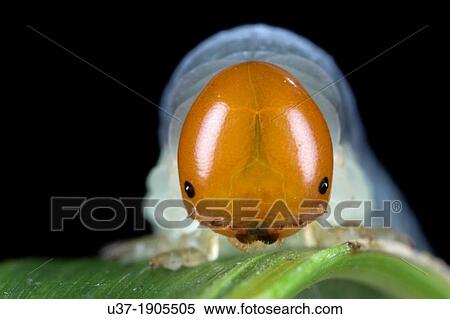 Stock Photography - Caterpillar. Image taken at Kampung Satau, Sarawak, Malaysia.. Fotosearch
