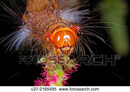 Caterpillar. Image taken at Kampung Skudup, Sarawak, Malaysia. View Large Photo Image Stock Photography - Caterpillar. Image taken at Kampung Skudup, Sarawak, Malaysia.. Fotosearch