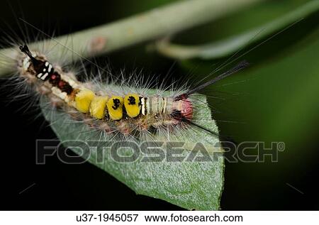 Stock Photo - Caterpillar. Image taken at Stutong Forest Reserve Park, Sarawak, Malaysia.. Fotosearch