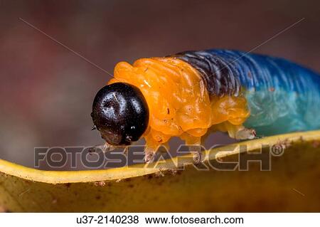 Caterpillar. Image taken at Stutong Forest Reserve Park, Sarawak, Malaysia. View Large Photo Image Stock Photo - Caterpillar. Image taken at Stutong Forest Reserve Park, Sarawak, Malaysia.. Fotosearch