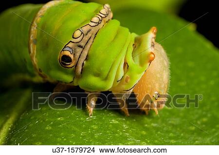 Picture - Caterpillar lives on lemon tree. Fotosearch