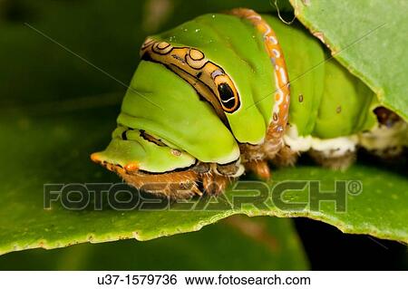 Caterpillar lives on lemon tree View Large Photo Image Stock Photograph - Caterpillar lives on lemon tree. Fotosearch