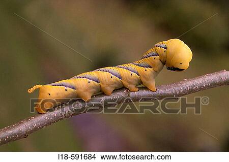 Caterpillar of Acherontia atropos - Death's Head hawkmoth photographed in Slovenia. View Large Photo Image Picture - Caterpillar of Acherontia atropos - Death's Head hawkmoth photographed in Slovenia.. Fotosearch