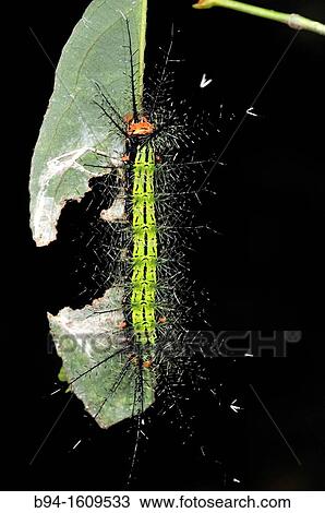 Stock Image - Caterpillar of Lepidoptera, Madidi National Park in the upper Amazon river basin in Bolivia. Fotosearch