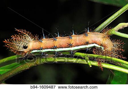 Stock Photo - Caterpillar of Lepidoptera, Madidi National Park in the upper Amazon river basin in Bolivia. Fotosearch