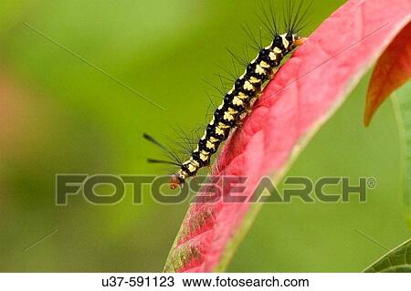 Caterpillar on the run. View Large Photo Image Stock Image - Caterpillar on the run.. Fotosearch