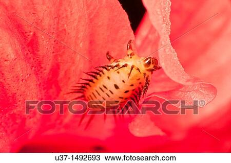 Caterpillar View Large Photo Image Stock Image - Caterpillar. Fotosearch