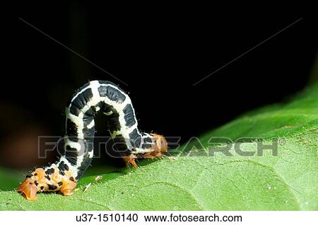 Caterpillar View Large Photo Image Stock Image - Caterpillar. Fotosearch