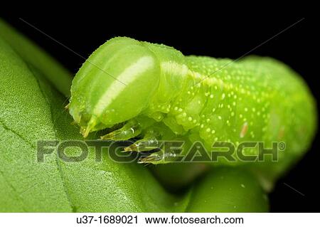Caterpillar View Large Photo Image Stock Image - Caterpillar. Fotosearch