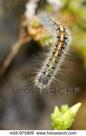 Caterpillar View Large Photo Image Stock Photo - Caterpillar. Fotosearch