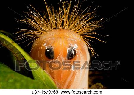 Caterpillar View Large Photo Image Stock Photo - Caterpillar. Fotosearch