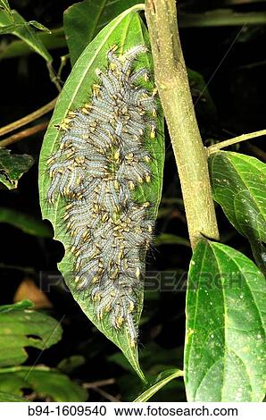 Stock Image - Caterpillars of Lepidoptera, Madidi National Park in the upper Amazon river basin in Bolivia. Fotosearch