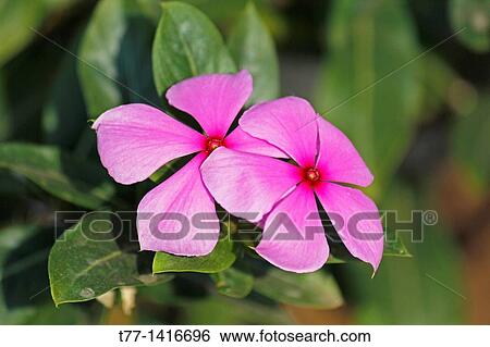 Stock Photograph - Catharanthus Roseus, Periwinkle. Fotosearch