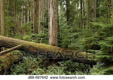 Cathedral Grove. Temperate rain forest on Princess Royal Island. British Columbia. Canada. View Large Photo Image Stock Image - Cathedral Grove. Temperate rain forest on Princess Royal Island. British Columbia. Canada.. Fotosearch