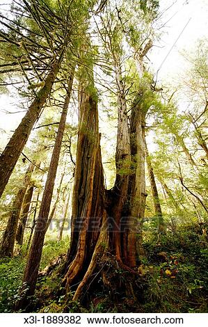 Stock Image - Cathedral grove Vancouver island British Columbia Canada. Fotosearch