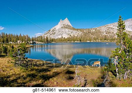 Cathedral Peak from the shore of upper Cathedral Lake (deer visible), Yosemite National Park, California View Large Photo Image Stock Image - Cathedral Peak from the shore of upper Cathedral Lake (deer visible), Yosemite National Park, California. Fotosearch